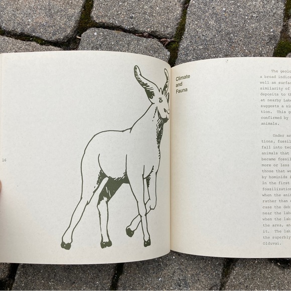 1972 Nutcracker Man Education Developments Hominid Fossil Caveman Apes Sciences - Picture 5 of 10